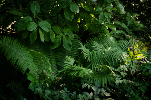 Photo of many green plants